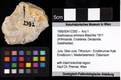 Foto (Objket + Etiketten) von Gastrosacus eminens (Blaschke 1911) 